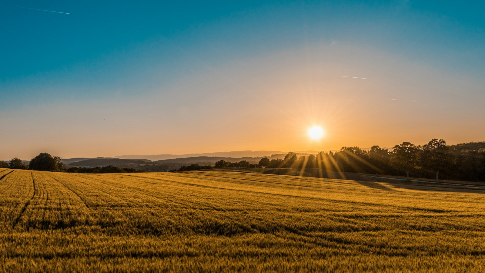 A gold field at the end of the day