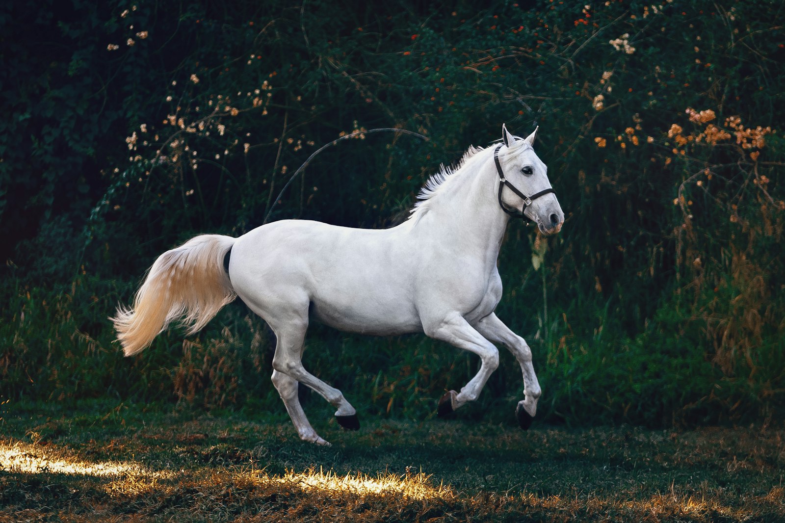 A white horse in motion across a dark field